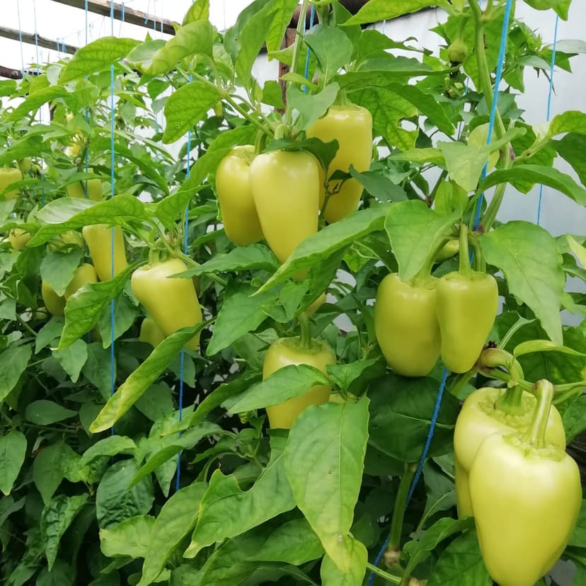 Ardei gras pe plantă, în solar