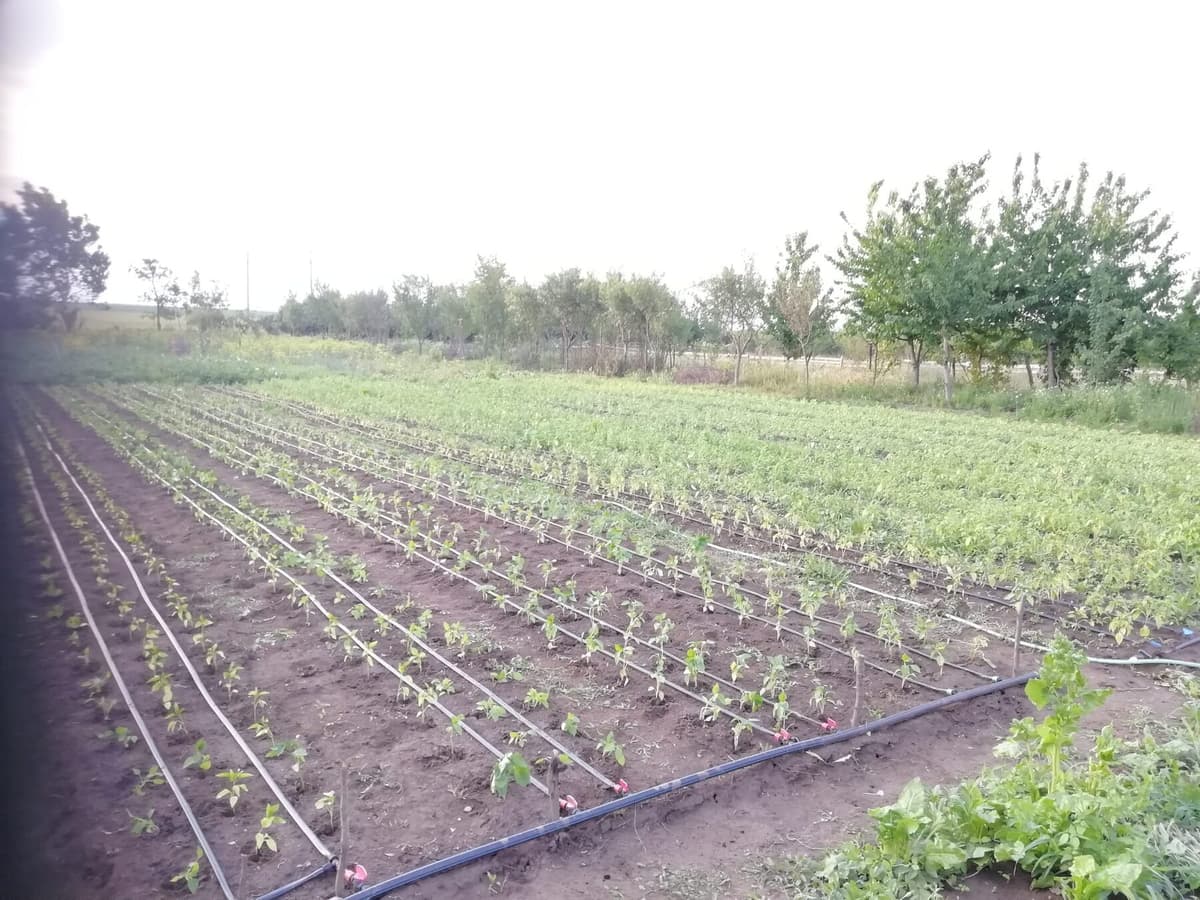 Rânduri de cultură cu irigare prin picurare