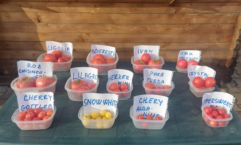 Caserole cu roșii cherry, etichetate de mână