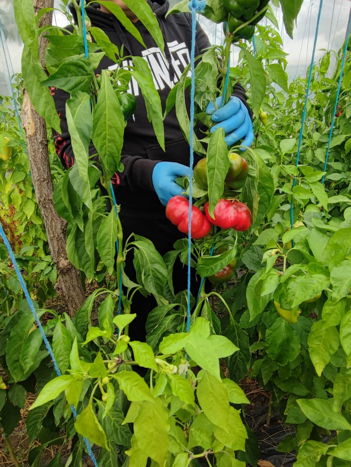Ardei roșii rotunzi, ținuți în mână între plante