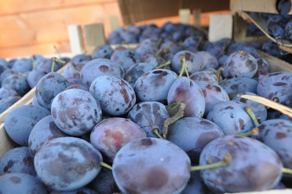 Prune coapte, proaspăt culese